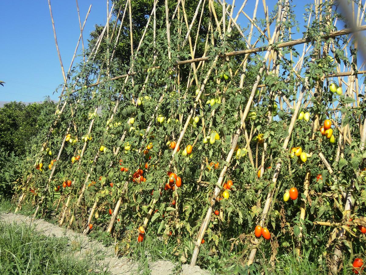 Hostal Y Apartamento Rural Los Naranjos Мелехис Номер фото